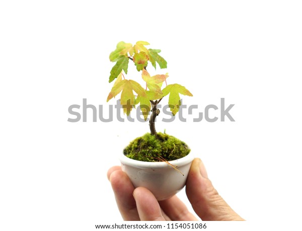 Mini Japanese Maple Bonsai Tree Isolated Stock Photo Edit Now 1154051086