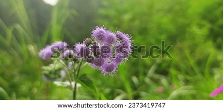 mini jungle flower with purple and green colaboration