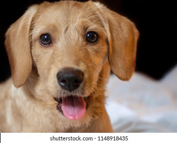 Mini Labradoodle Puppy