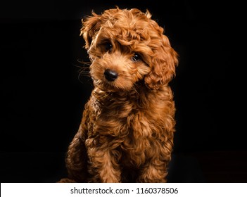 Mini Labradoodle Puppy Being Cute