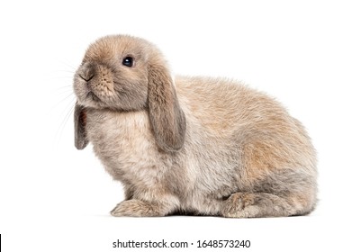 Mini lop rabbit, isolated on white