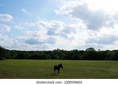 Mini Mule Alone In Rural Texas Summer Field For Southern Farm Landscape.