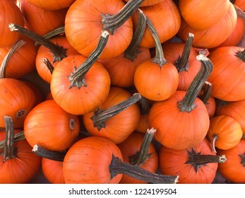 Mini orange pumpkins