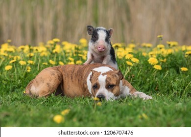 Mini pig and dog on the field with dandelions