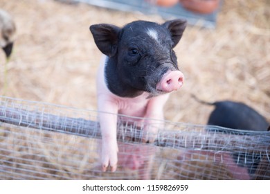 Mini Pig In Farm