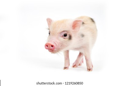 Mini Pig On White Background