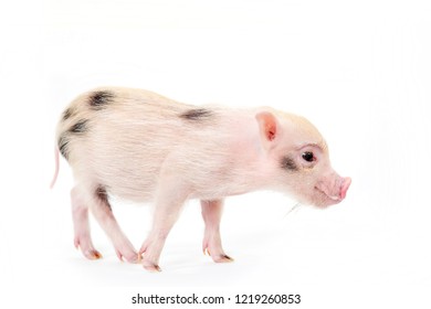 teacup pig desktop backgrounds