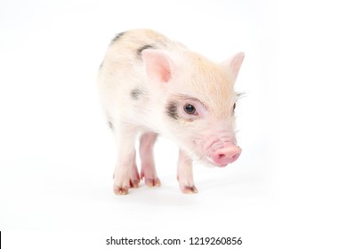 teacup pig desktop backgrounds