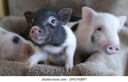 Mini Pig Pics Collection Animal