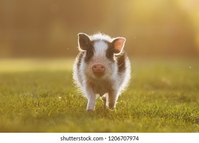 Mini pig walking in the yard at sunset