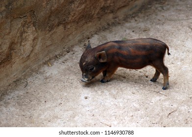 Mini Zoo Stock Photos Images Photography Shutterstock