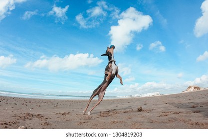 Mini Pincher Dog Playing On The Beach. Big Jump To Catch The Ball.