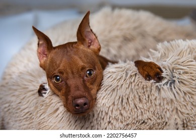 Mini Pincher Dog Tan Dog Bed