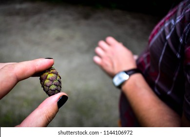 mini pine hold