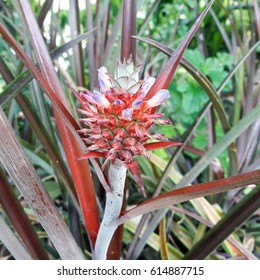 Mini pineapple with small flower