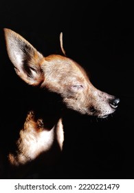 Mini Pinscher Dog In A Dark Room At Sunrise