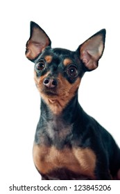 Mini Pinscher Dog Isolated On White Background