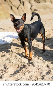 Mini Pinscher Dog On The Beach Playing And Smiling