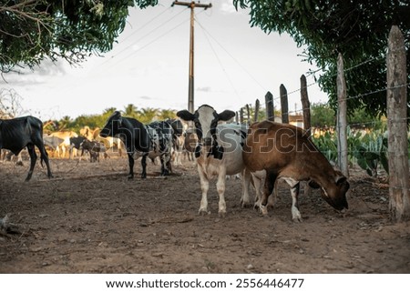 Mini pit calf in corral