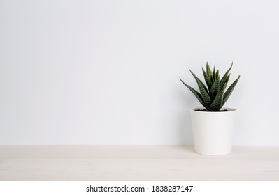 Mini Plant Succulent On Wooden White Desk, Little Plant And Leaf In Potted On Table, Copy Space, Nobody, Tree In Pot For Decoration In Home, Texture Background, Spring And Summer.