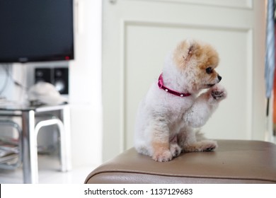 Mini Pomeranian Dog Licking Her Feet