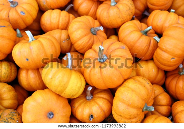 Mini Pumkin Market Place Stock Photo 1173993862 | Shutterstock