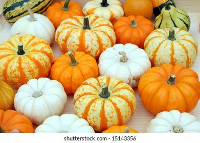 Mini Pumpkins