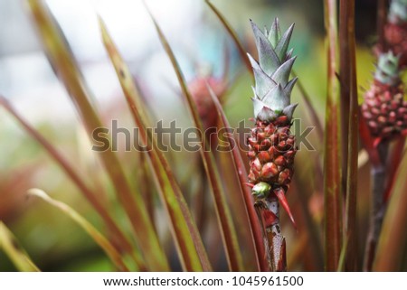 Mini Red Pink Pineapple Plant One Stock Photo Edit Now 1045961500
