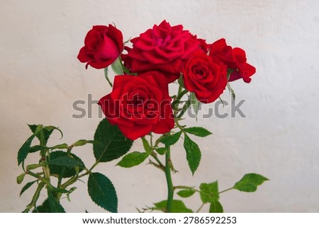 A mini red rose with wide angle lens in my yard in Peta,Arta,Epirus,Greece
