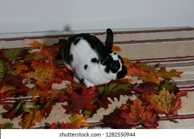 427 Mini rex rabbit Images, Stock Photos & Vectors | Shutterstock