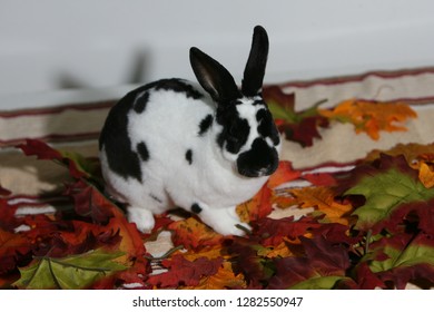 427 Mini rex rabbit Images, Stock Photos & Vectors | Shutterstock