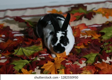 427 Mini rex rabbit Images, Stock Photos & Vectors | Shutterstock