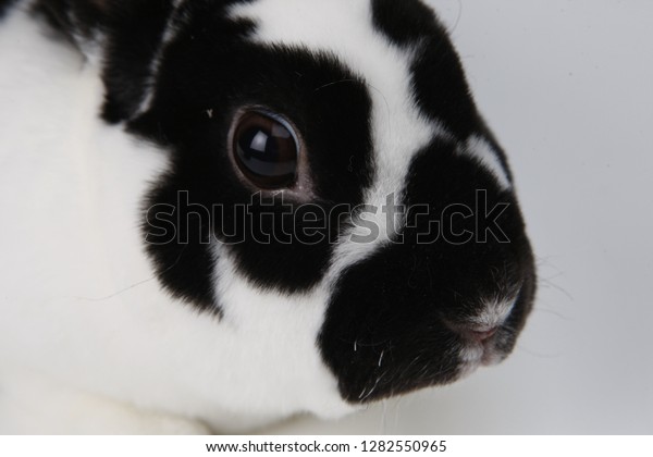 black and white mini rex