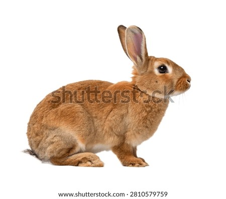 Mini Rex Single Mini Rex Rabbit In A Side Prof Isolated On White Background