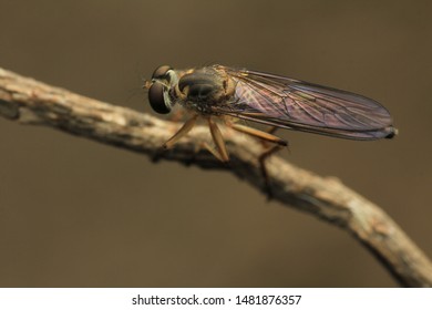 Mini robber fly that is perched on a dry branch. Interesting to see the shine on its wings. - Shutterstock ID 1481876357