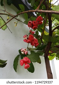 Mini Rose Apple Or Champoo Tree