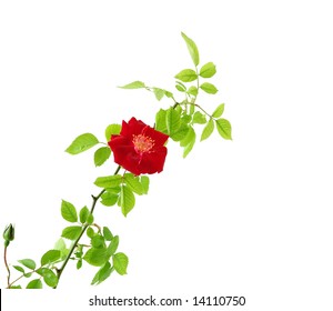 Mini Rose On The Vine Isolated On White Background