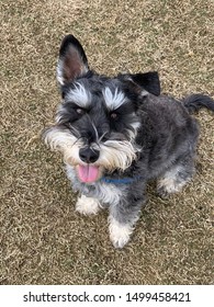 Mini Schnauzer Dog With Floppy Ear