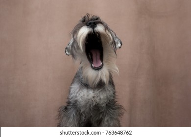 Mini Schnauzer Postrait