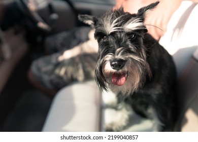 Mini Schnauzer Puppy, Salt And Pepper A Black And White Obedient Dog Sits On White Seats On A Boat. He Has A Long Beard And Striking Eyebrows