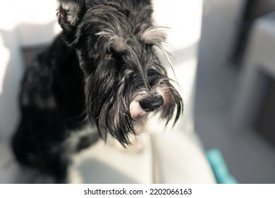 Mini Schnauzer Puppy, Salt And Pepper A Black And White Obedient Dog Sits On White Seats On A Boat. He Has A Long Beard And Striking Eyebrows