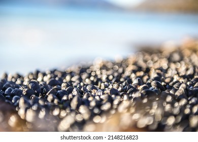 Mini Shell In The Lofoten Beach