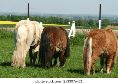 Mini shetland ponies grazing on meadow - Powered by Shutterstock