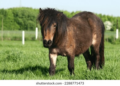 Mini shetland pony on meadow