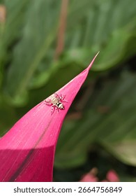 mini sized spiders on the surface of red leaves. 