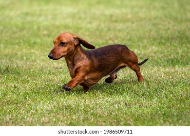 Mini Smooth Dachshund On Grass