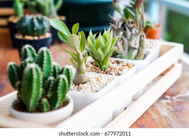 Mini succulent and Cactus