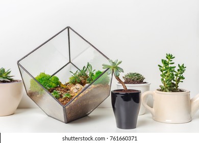 Florarium Glass Vase Stock Photos Images Photography Shutterstock