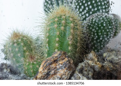 Imagenes Fotos De Stock Y Vectores Sobre Greenhouse Mini