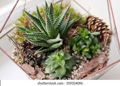 Mini Succulent Garden In Glass Terrarium